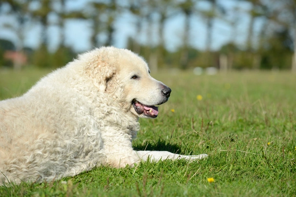 Kuvasz  Dogs Ras: Karakter, Levensduur & Prijs | Puppyplaats
