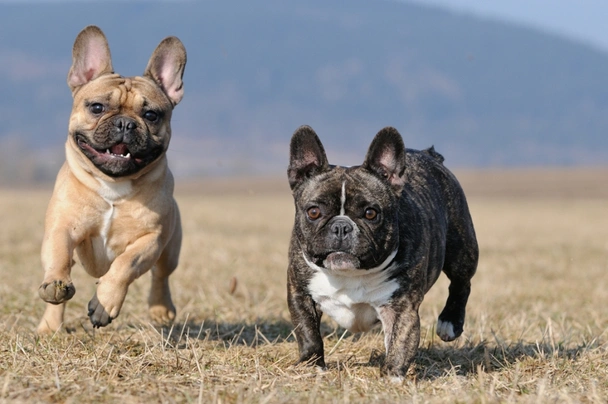 Cane bulldog francese 37 x 25 x 22 cm