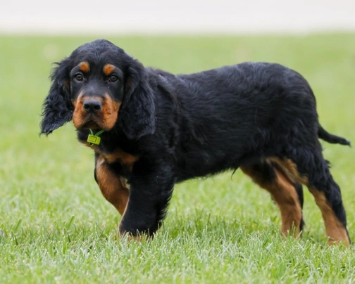 Gordon best sale retriever puppies