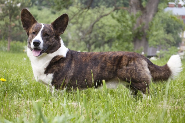 Corgi cardigan 2024