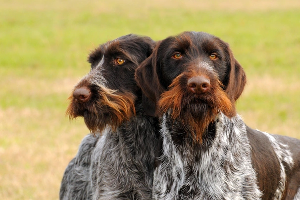 Německý drátosrstý ohař Dogs Plemeno / Druh: Povaha, Délka života & Cena | iFauna