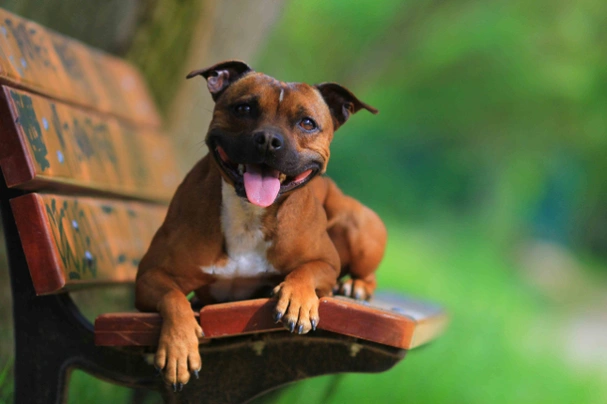 Stafordšírský bulteriér Dogs Plemeno / Druh: Povaha, Délka života & Cena | iFauna