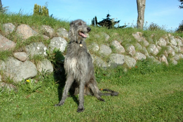 Deerhound Dogs Raza - Características, Fotos & Precio | MundoAnimalia