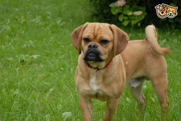 Puggle puppy sale price