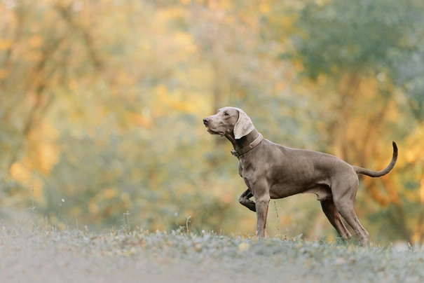 Weimaraner Dogs Raza - Características, Fotos & Precio | MundoAnimalia