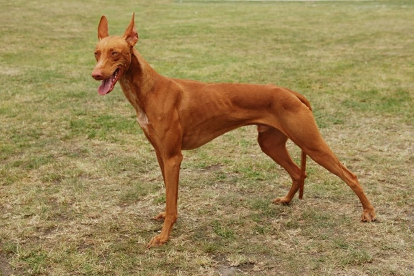 Pharaoh Hound Dogs Breed - Information, Temperament, Size & Price | Pets4Homes