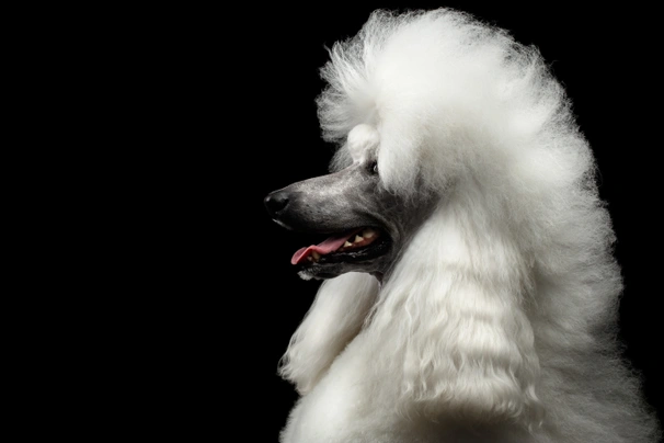 Poodle Dogs Breed - Information, Temperament, Size & Price | Pets4Homes