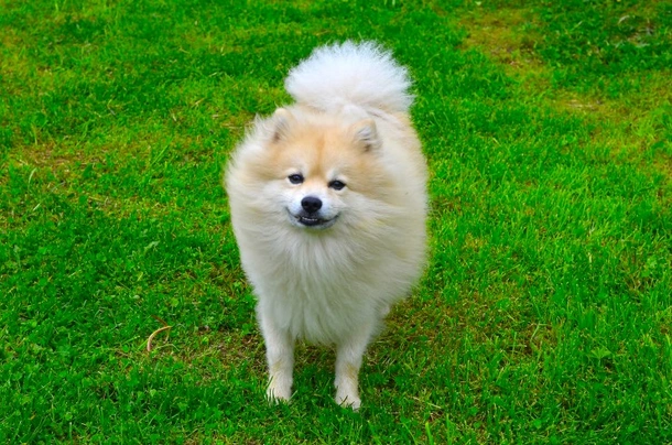 German spitz 2024 and pomeranian