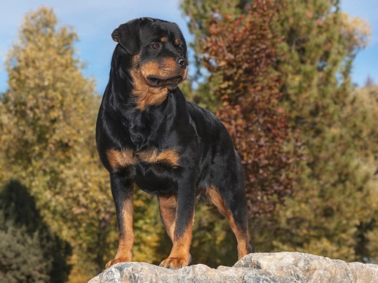 Rotvajler Dogs Plemeno / Druh: Povaha, Délka života & Cena | iFauna