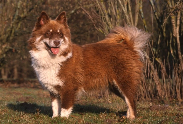 Finnish Lapphund Dogs Breed - Information, Temperament, Size & Price | Pets4Homes