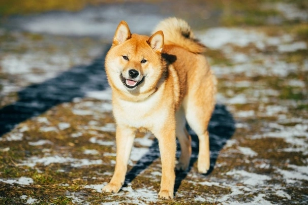 Japanese Shiba Inu Dogs Breed - Information, Temperament, Size & Price ...