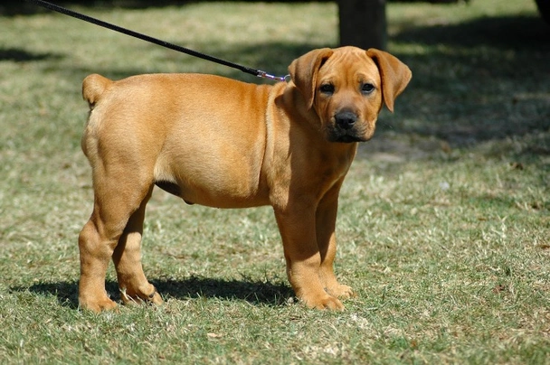 Irish best sale marked boerboel