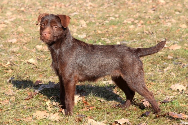 Red patterdale terrier sales for sale