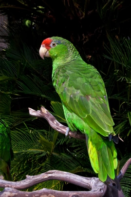 Amazoňan zelenolící Birds Informace - velikost, povaha, délka života & cena | iFauna