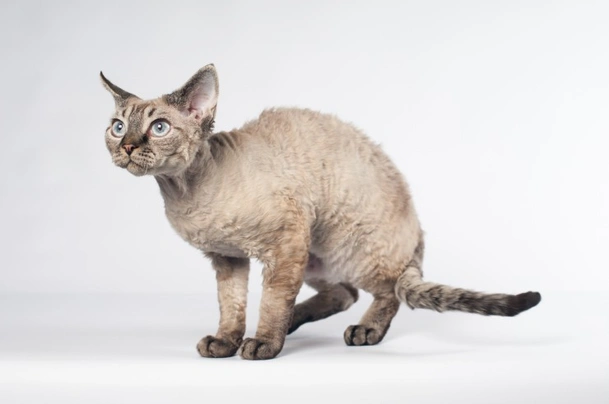 Devon Rex Cats Breed | Facts, Information and Advice | Pets4Homes