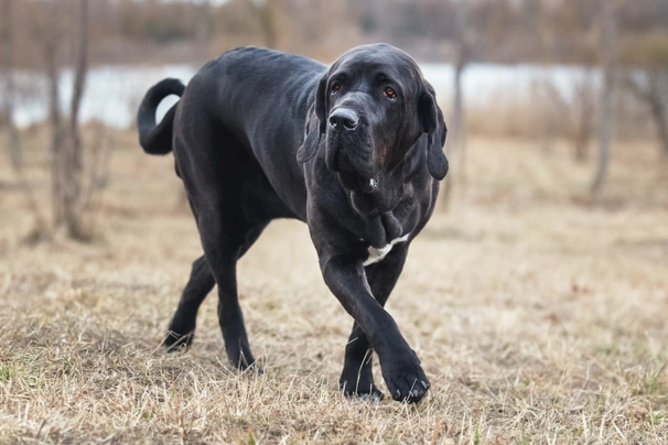 Brazilská fila Dogs Informace - velikost, povaha, délka života & cena | iFauna