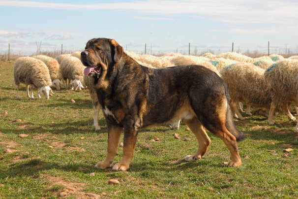 Mastín Español Dogs Raza - Características, Fotos & Precio | MundoAnimalia