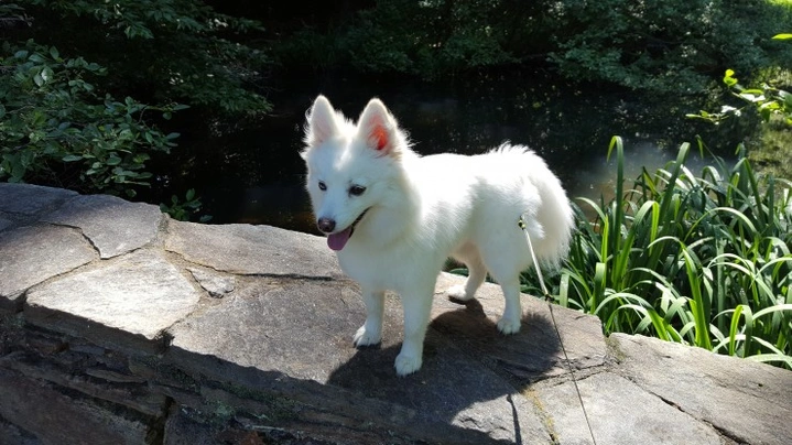 White best sale pomsky dog