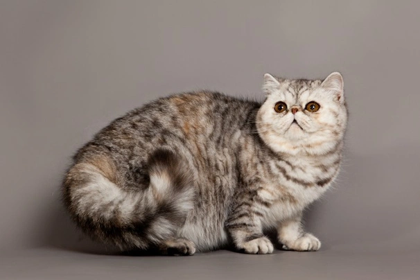 Exotic shorthair Cats Razza - Prezzo, Temperamento & Foto | AnnunciAnimali