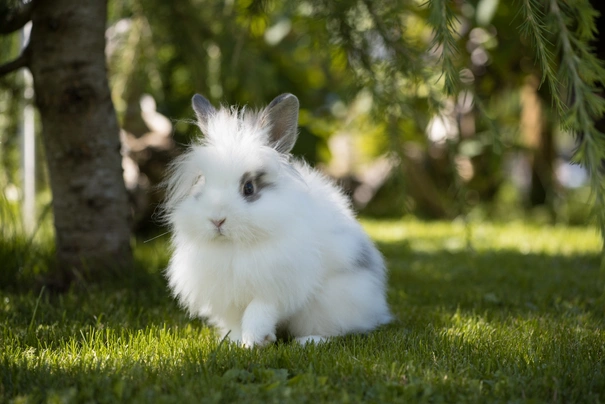 Angora Rabbits Breed - Information, Temperament, Size & Price | Pets4Homes