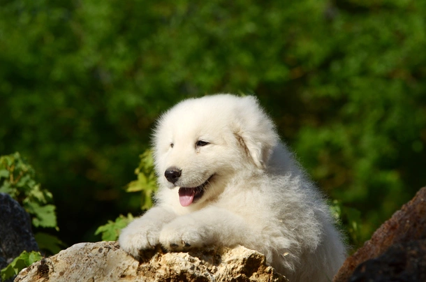 Berghond van de Maremmen en Abruzzen Dogs Ras: Karakter, Levensduur & Prijs | Puppyplaats