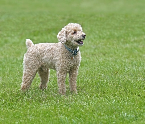 Poochon Dogs Breed Information Temperament Size Price