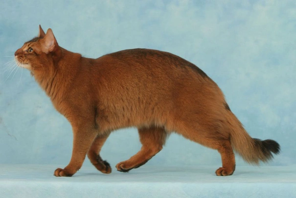 Somálská kočka Cats Informace - velikost, povaha, délka života & cena | iFauna