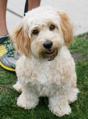 A store cavachon dog