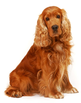 Cocker Spaniel Inglese Dogs Razza - Prezzo, Temperamento & Foto | AnnunciAnimali