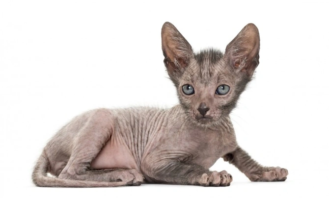 Lykoi Cats Breed - Information, Temperament, Size & Price | Pets4Homes