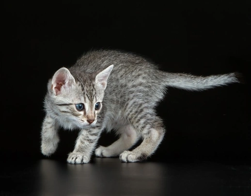 Egyptian store mau adoption