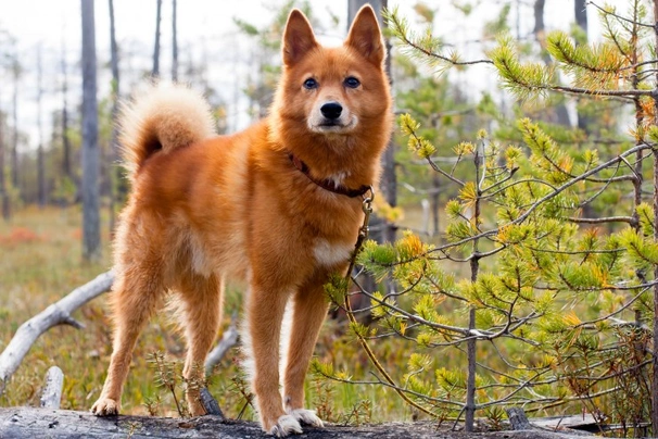 Finnish spitz hot sale adoption