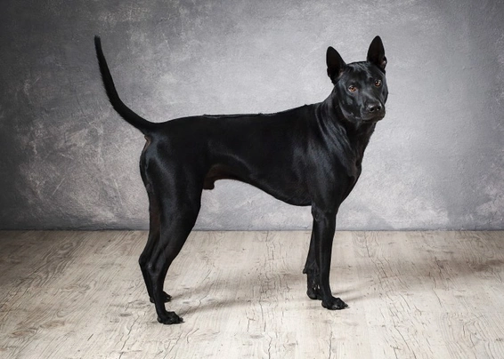 Thai Ridgeback Dogs Breed - Information, Temperament, Size & Price | Pets4Homes