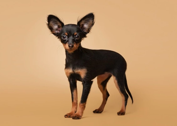 Russian toy terrier clearance puppy