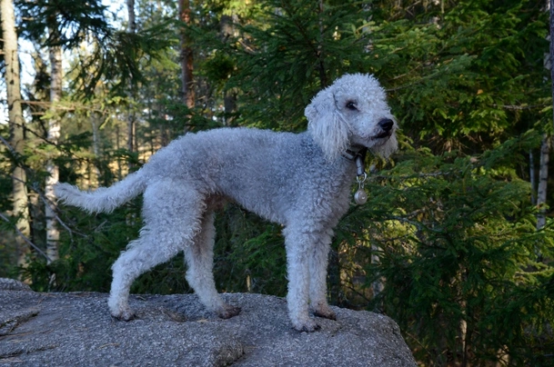 Bedlington store terrier shedding