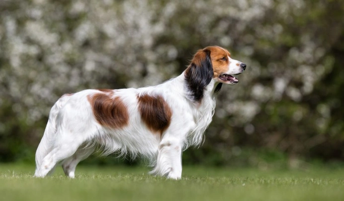 Kooikerhondje Dogs Breed - Information, Temperament, Size & Price | Pets4Homes