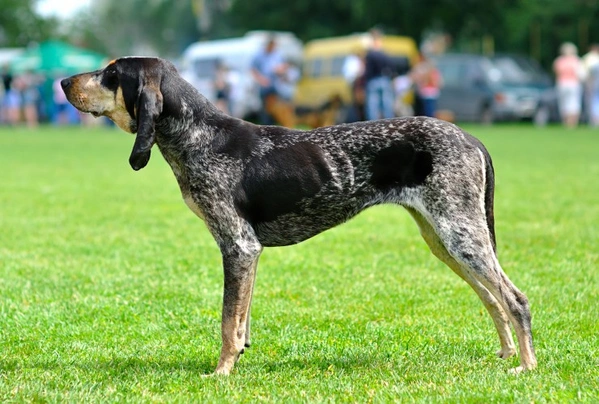 Grand Bleu De Gascogne Dogs Breed | Facts, Information and Advice | Pets4Homes