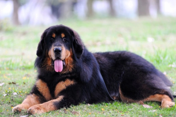 Tibetan mastiff mix sales breed