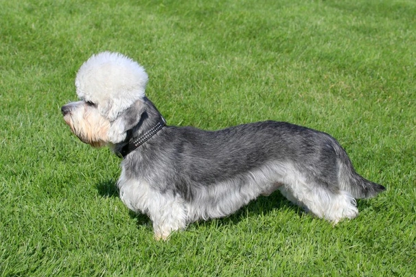 Dandie Dinmont Terrier Dogs Breed | Facts, Information and Advice | Pets4Homes