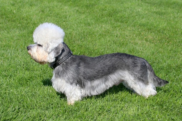 Dandie Dinmont Terrier Dogs Raza - Características, Fotos & Precio | MundoAnimalia