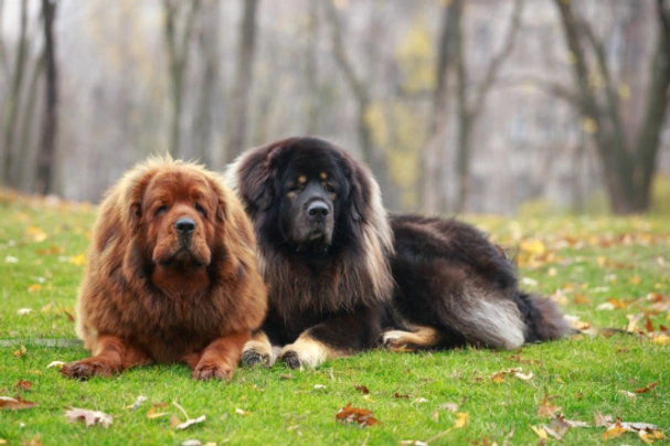 Tibetan Mastiff Dogs Breed - Information, Temperament, Size & Price | Pets4Homes