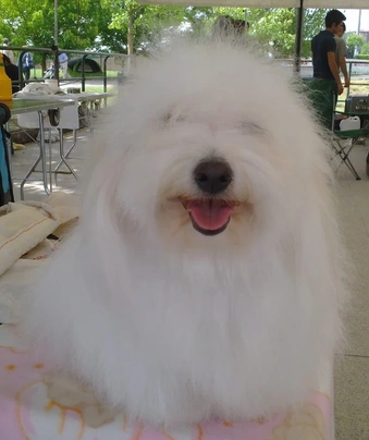 Coton De Tulear Dogs Breed | Facts, Information and Advice | Pets4Homes