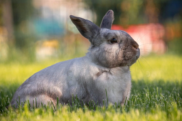 Sallander Rabbits Breed - Information, Temperament, Size & Price | Pets4Homes
