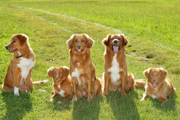 Nova Scotia Duck Tolling Retriever Dogs Razza - Prezzo, Temperamento & Foto | AnnunciAnimali