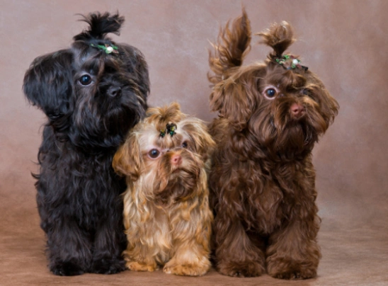 Ruská barevná bolonka Dogs Informace - velikost, povaha, délka života & cena | iFauna