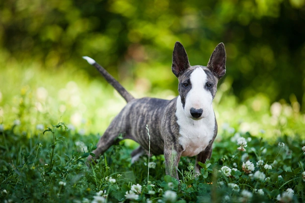 Bull Terrier Miniatura Dogs Razza - Prezzo, Temperamento & Foto | AnnunciAnimali