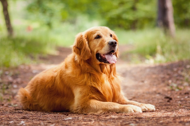 Zlatý retrívr Dogs Plemeno / Druh: Povaha, Délka života & Cena | iFauna