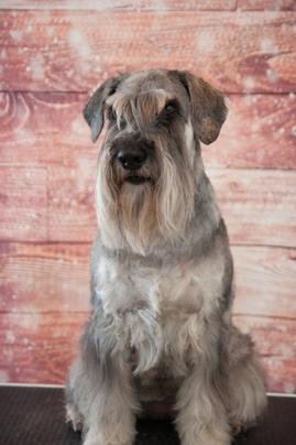 Schnauzer Medio Dogs Razza - Prezzo, Temperamento & Foto | AnnunciAnimali