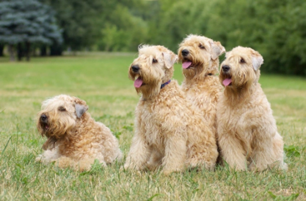 Flat coated cheap wheaten terrier