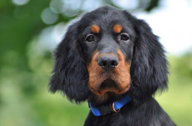 Gordon store setter price